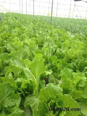 萝岗无公害蔬菜配送 碧溪餐饮以诚信经营守护健康餐桌